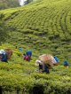 2025年ダージリンファーストフラッシュ3茶園セット